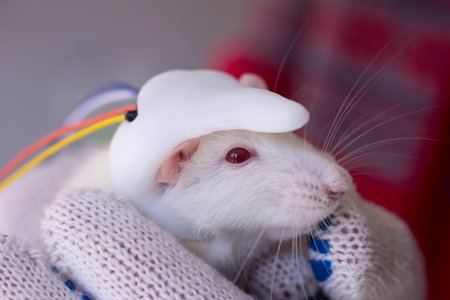 Ученые имплантировали маленький человеческий мозг мыши Ученые имплантировали маленький человеческий мозг мыши